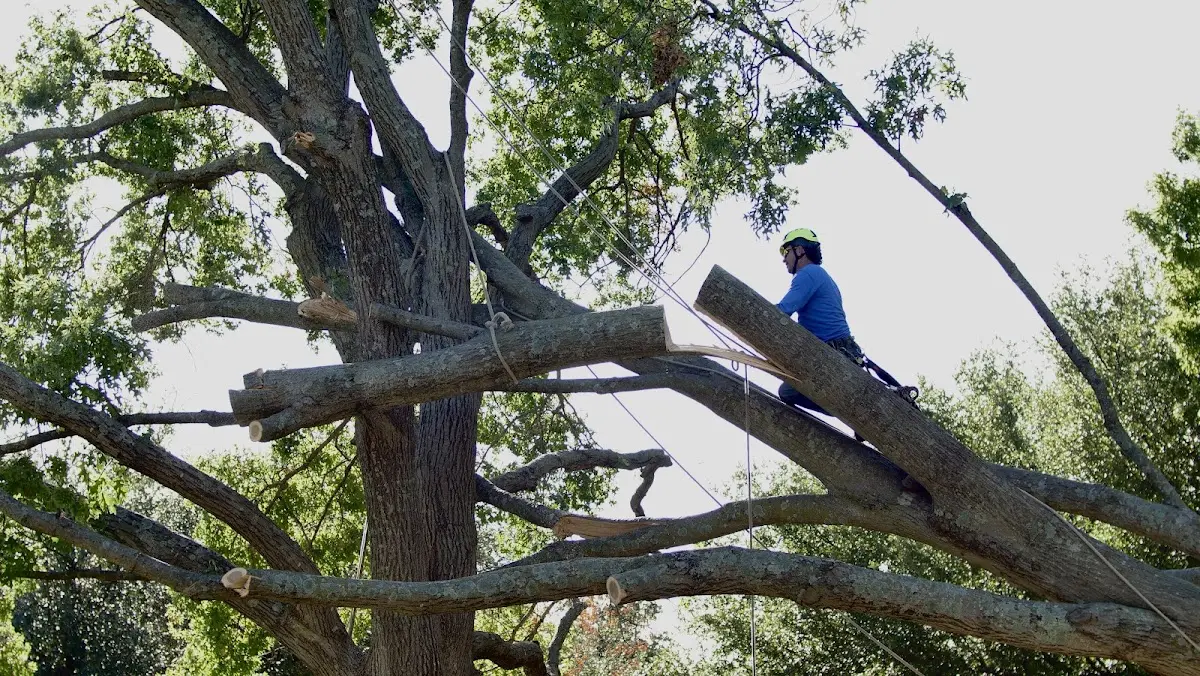 Professional Crown Thinning performed by certified arborists in Kingsford
