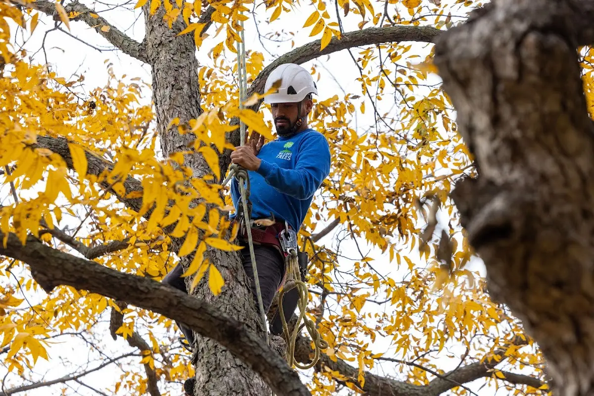 Skilled Tree Planing crew working in Kingsford