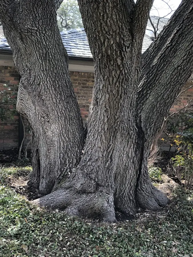 Mature heritage tree close to a Kingsford property cared for by certified arborists
